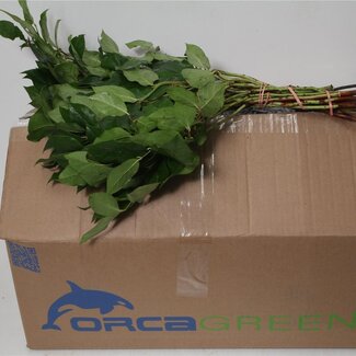 Freshy Salal Orca | Colour: Green | Length ± 40 centimetre | Per 5 bunches