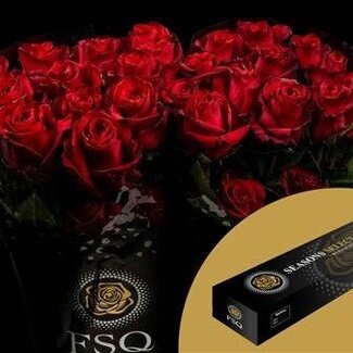 Freshy Großblütige Rose “Explorer” | Farbe: Rot | Länge ± 50 centimeter | Herkunft Ecuador | Pro 25 Stielen