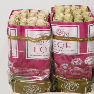 Freshy Rose à grandes fleurs “Quicksand” | Couleur: Rose | Longueur ± 60 centimeter | Origine Ecuador | Par 25 tiges