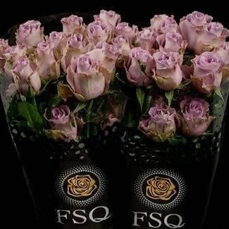 Freshy Large-flowered Rose “Grey Knights” | Colour: Purple | Length ± 50 centimetre | Origin Ecuador | Per 20 stems
