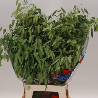 Freshy Chasmanthium Latifolium Pluimgras | Kleur: Groen | Lengte ± 80 centimeter | Per 50 stelen
