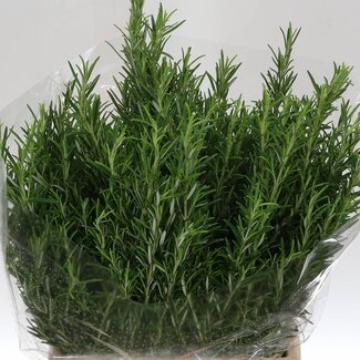 Freshy Rozemarijn 400gr (p. bos)
