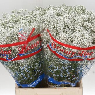 Freshy Gypsophila Paniculata Schleierkraut “Million Star” | Farbe: Weiß | Länge ± 70 centimeter | Gewicht ± 14 gram pro Zweig | Pro 25 Stiele