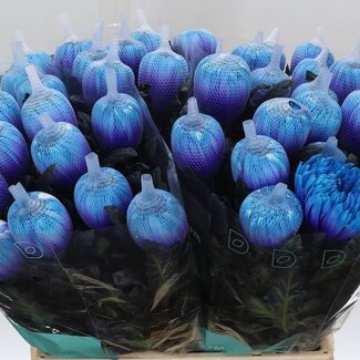 Freshy Deco Chrysanthemum Chrysant “Antonov Blue Lagoon” | Kleur: Blauw | Lengte ± 65 centimeter | Per 10 stelen