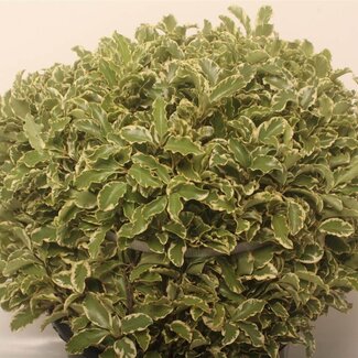 Freshy Pittosporum Portugal | Farbe: Grün | Länge ± 45 centimeter | 10 Stiele pro Bund | Pro 4 Bunde