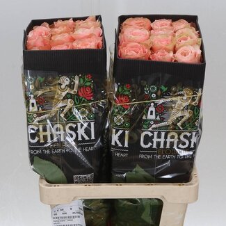 Freshy Großblütige Rose “Kahala” | Farbe: Rosa | Länge ± 60 centimeter | Herkunft Ecuador | Pro 25 Stielen