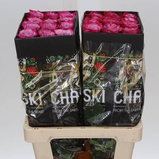 Freshy Großblütige Rose “Deep Purple” | Farbe: Rosa | Länge ± 60 centimeter | Herkunft Ecuador | Pro 25 Stiele