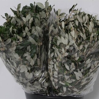 Freshy Quercus Steineiche | Farbe: Grün | Länge ± 55 Zentimeter | Gewicht 400 Gramm pro Bündel | Pro 5 Bündel