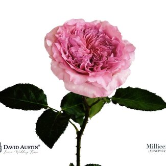 Freshy Rosen “David Austin Millicent” | Farbe: Rosa | Länge ± 50 centimeter | Pro 12 Rosen