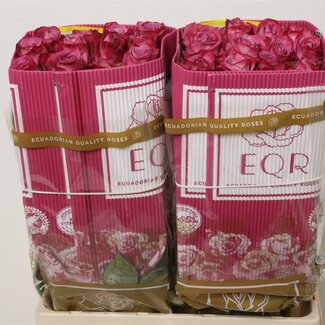 Freshy Großblütige Rose “Moody Blues” | Farbe: Lila | Länge ± 60 Zentimeter | Herkunft Ecuador | Pro 25 Stiele