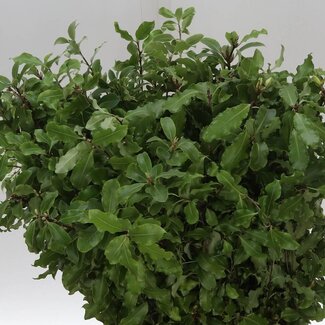 Freshy Pittosporum Grün | Farbe: Grün | Länge ± 60 centimeter | Gewicht 200 gram pro Bündel | Pro 5 Bündel