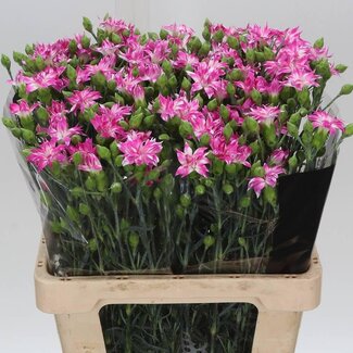 Freshy Dianthus Trosanjer “Tessino Cherry” | Kleur: Roze | Lengte ± 60 centimeter | Per 50 stelen