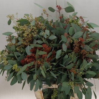 Freshy Eucalyptus Populus Bes 300gr (p. bos)