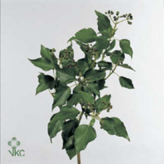 Freshy Hedera 400gr (p. bos)