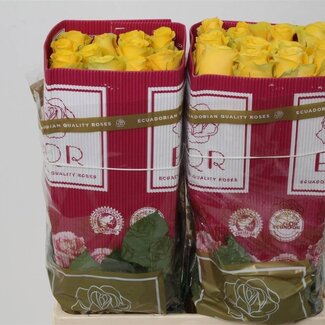 Freshy Großblütige Rose “Brighton” | Farbe: Gelb | Länge ± 60 centimeter | Gewicht ± 25 gram pro Zweig | Herkunft Ecuador | Pro 25 Stiele