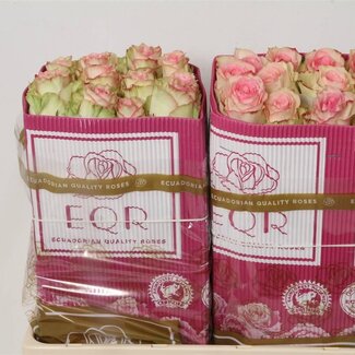 Freshy Großblütige Rose “Esperance” | Farbe: Rosa | Länge ± 50 centimeter | Herkunft Ecuador | Pro 25 Stiele