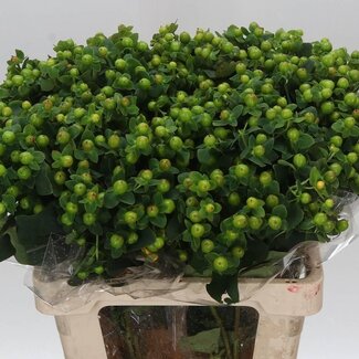 Freshy Hypericum “Magical Green Power” | Kleur: Groen | Lengte ± 60 centimeter | Per 25 stelen