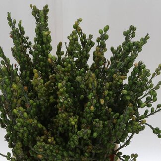 Freshy Ginster Bes Mini (p. bos)