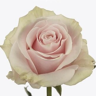 Freshy Großblütige Rose “Pink Mondial” | Farbe: Rosa | Länge ± 70 centimeter | Herkunft Ecuador | Pro 25 Stiele