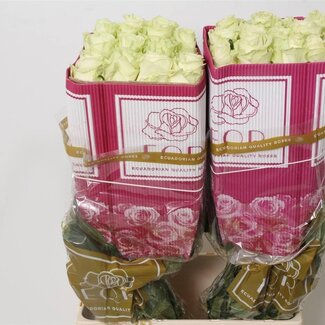 Freshy Großblütige Rose “Mondial” | Farbe: Weiß | Länge ± 70 centimeter | Gewicht ± 25 gram pro Stiel | Herkunft Ecuador | Pro 25 Stielen