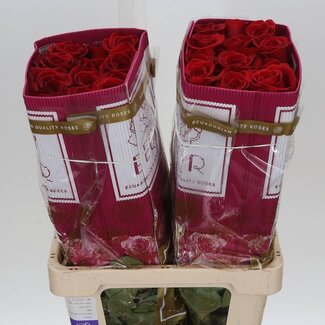 Freshy Grootbloemige Roos “Freedom” | Kleur: Rood | Lengte ± 60 centimeter | Gewicht ± 25 gram per tak | Herkomst Ecuador | Per 25 stelen