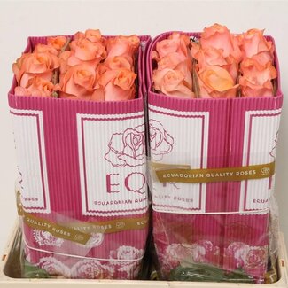 Freshy Großblütige Rose “Coral Reef” | Farbe: Rosa | Länge ± 50 centimeter | Gewicht ± 25 gram pro Zweig | Herkunft Ecuador | pro 25 Stielen