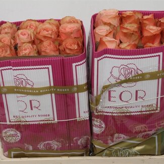 Freshy Großblütige Rose “Kahala” | Farbe: Rosa | Länge ± 50 centimeter | Herkunft Ecuador | Pro 25 Stiele