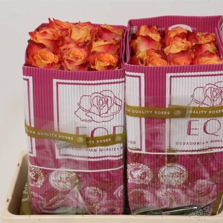 Freshy Großblütige Rose “Silantoi” | Farbe: Orange | Länge ± 50 centimeter | Herkunft Ecuador | Pro 25 Stiele
