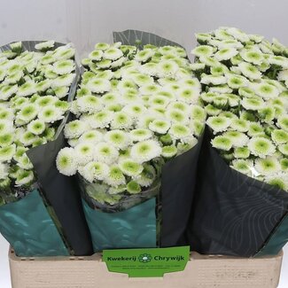 Freshy Chrysanthemum Chrysant Santini “Maverick White” | Kleur: Wit | Lengte ± 55 centimeter | Per 25 stelen