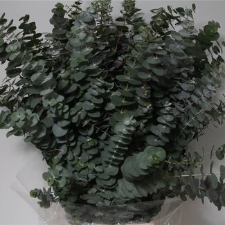 Freshy Eucalyptus Pulverana 300gr (p. bos)