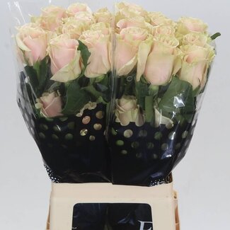 Freshy Large-flowered Rose “Pink Mondial” | Colour: Pink | Length ± 60 centimetre | Origin Ecuador | Per 20 stems