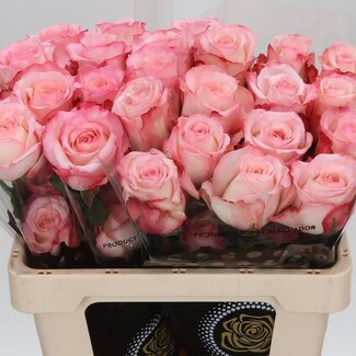 Freshy Large-flowered Rose XL “Bone” | Colour: Pink | Length ± 50 centimeter | Origin Ecuador | Per 20 stems