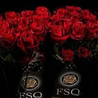 Freshy Großblütige Rose “Explorer” | Farbe: Rot | Länge ± 60 centimeter | Herkunft Ecuador | Pro 20 Stiele