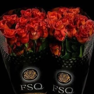 Freshy Large-flowered Rose “Coffee Break” | Colour: Orange | Length ± 50 centimetre | Origin Ecuador | Per 20 stems
