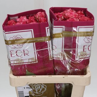 Freshy Large-flowered Rose “Peach Campanella” | Colour: Pink | Length ± 50 centimetre | Weight ± 25 gram per stem | Origin Ecuador | Per 25 stems