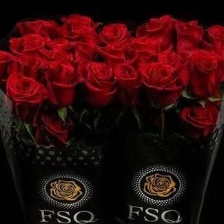 Freshy Großblütige Rose “Freedom” | Farbe: Rot | Länge ± 80 centimeter | Herkunft Ecuador | Pro 20 Stiele