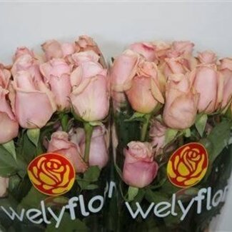 Freshy Large-flowered Rose “Mother Of Pearl” | Colour: Pink | Length ± 50 centimeter | Per 25 stems