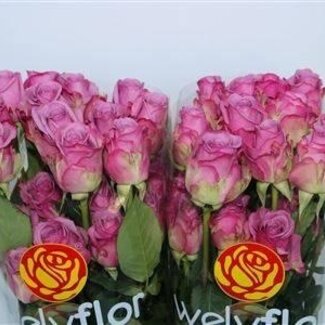 Freshy Großblütige Rose “Cool Water” | Farbe: Rosa | Länge ± 50 centimeter | Pro 25 Stiele