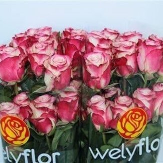 Freshy Großblütige Rose “Sweetness” | Farbe: Weiß Rosa | Länge ± 50 centimeter | Pro 25 Stiele