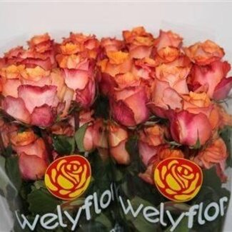 Freshy Großblütige Rose “Twilight” | Farbe: Orange | Länge ± 50 centimeter | Pro 25 Stiele