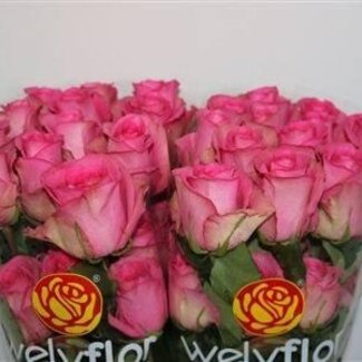 Freshy Large-flowered Rose “Smooty” | Colour: Pink | Length ± 60 centimeter | Per 25 stems