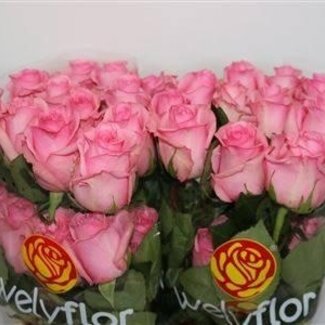 Freshy Large-flowered Rose “Opala” | Colour: Pink | Length ± 60 centimeter | Per 25 stems