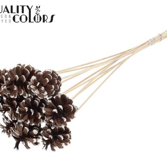 QC Dennenappel op stok | Kleur: Bruin met Platinakleurig Gepunt | Diameter 5 - 7 centimeter | Lengte ± 50 centimeter | 10 bijstekers per bos