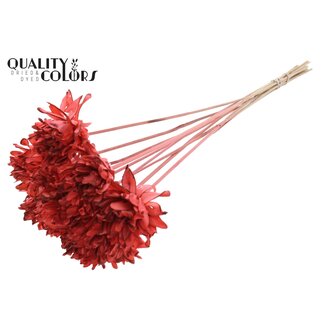 QC Shola flower on stem | Colour: Coral-coloured | Shola Slice Pine | Diameter 6 centimetre | Length ± 50 centimetre | 10 picks per bunch | Per bunch