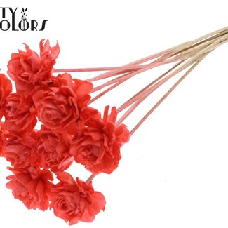 QC Shola Dahlia op stok | Kleur: Koraalkleurig | Shola Dhalya | Diameter 6 centimeter | Lengte ± 50 centimeter | 10 bijstekers per bos | Per bos