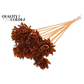QC Shola Bloem op stok | Kleur: Terracotta | Shola Slice Pine | Diameter 6 centimeter | Lengte ± 50 centimeter | 10 bijstekers per bos | Per bos