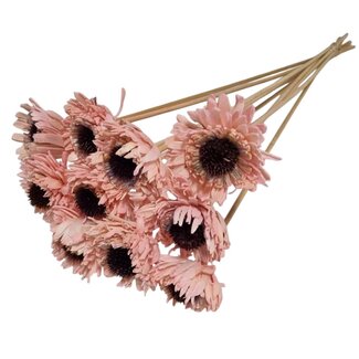 Dutch Dried Rosa Shola Daisy Sonnenblume | Stiellänge ± 55 Zentimeter | Pro 10 Einstecker