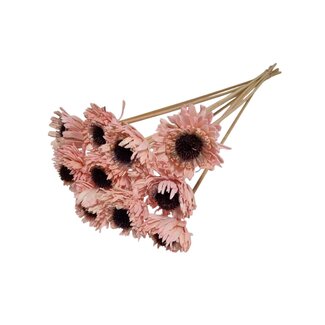 Dutch Dried Roze Shola Daisy Sunflower | Lengte stok ± 55 centimeter | Per 10 bijstekers