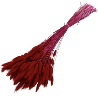 Dolce Vita Rood-oranje Lagurus droogbloemen | Lengte ± 70 centimeter | Gewicht ± 100 gram