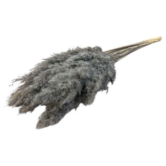 Dutch Dried Grey dried Pampas plumes | Length ± 70 centimetres | Per 10 stems